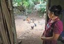 En riesgo población rural de El Salvador por falta de gramíneas
