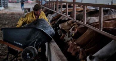 Histórico retorno a la exportación de ganado bovino de Q. Roo a EU