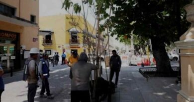 Plantan maculís en el corredor turístico de Mérida