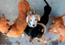 Británicos abandonan a mascotas por el encarecimiento de la vida