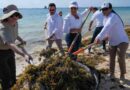 Inician trabajos por arribo de sargazo a Quintana Roo