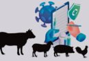 Resistencia antimicrobiana y la seguridad alimentaria