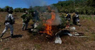 Queman plantío de marihuana en los Altos de Chiapas Queman plantío de marihuana en los Altos de Chiapas
