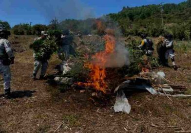 Queman plantío de marihuana en los Altos de Chiapas
