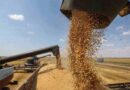 Rusia exportará 60 millones de toneladas de grano Rusia exportará 60 millones de toneladas de grano