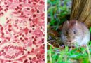Despeja tus dudas por brote de hantavirus en un crucero Despeja tus dudas por brote de hantavirus en un crucero