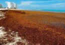 Prevén 40 millones de toneladas de sargazo en el Atlántico