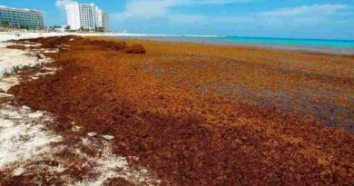 Prevén 40 millones de toneladas de sargazo en el Atlántico