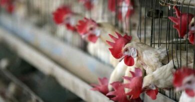 Piden a Tribunal revisar riesgos de granja avícola en Peto Piden a Tribunal revisar riesgos de granja avícola en Peto