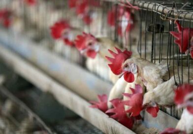 Piden a Tribunal revisar riesgos de granja avícola en Peto