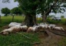 Descarga de rayo mata 14 vacas en Pichucalco Descarga de rayo mata 14 vacas en Pichucalco
