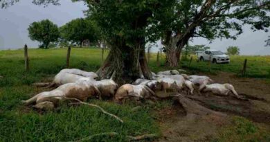 Descarga de rayo mata 14 vacas en Pichucalco