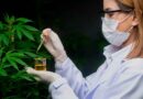 CBD sin THC: qué significa y por qué importa al consumidor