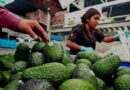 México exportó 501 mil toneladas de aguacate