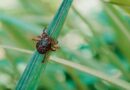 Garrapatas transmiten graves enfermedades infecciosas