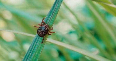 Garrapatas transmiten graves enfermedades infecciosas Garrapatas transmiten graves enfermedades infecciosas