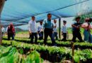 Avanza Tabasco en autosuficiencia alimentaria con Sembrando Vida