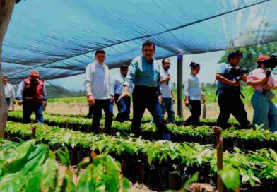 Avanza Tabasco en autosuficiencia alimentaria con Sembrando Vida Avanza Tabasco en autosuficiencia alimentaria con Sembrando Vida