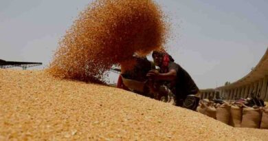 Rusia supera 72 millones de toneladas de recolección de grano Rusia supera 72 millones de toneladas de recolección de grano