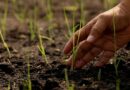 Instan a campesinos tabasqueños a sumarse a la Jornada Nacional de Reforestación Instan a campesinos tabasqueños a sumarse a la Jornada Nacional de Reforestación