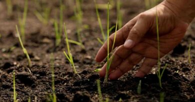 Instan a campesinos tabasqueños  a sumarse a la Jornada Nacional de Reforestación