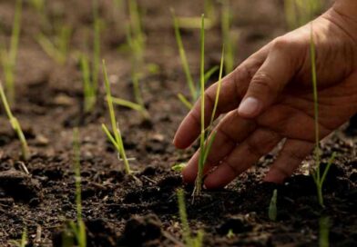 Instan a campesinos tabasqueños  a sumarse a la Jornada Nacional de Reforestación