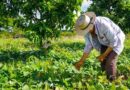 Urge un relevo generacional en el campo mexicano Urge un relevo generacional en el campo mexicano