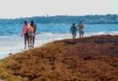 El sargazo alcanza niveles históricos en el Caribe mexicano