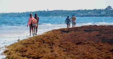 El sargazo alcanza niveles históricos en el Caribe mexicano