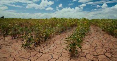 Sequía: 10 mil campesinos al borde la quiebra en Chiapas