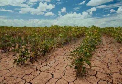Sequía: 10 mil campesinos al borde la quiebra en Chiapas Sequía: 10 mil campesinos al borde la quiebra en Chiapas