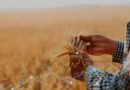 Crecen las exportaciones agrícolas rusas a Sudamérica Crecen las exportaciones agrícolas rusas a Sudamérica