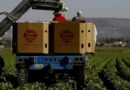 Lechugas mexicanas no son la causa del brote de salmonela en EU Lechugas mexicanas no son la causa del brote de salmonela en EU