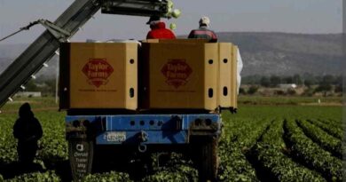 Lechugas mexicanas no son la causa del brote de salmonela en EU Lechugas mexicanas no son la causa del brote de salmonela en EU